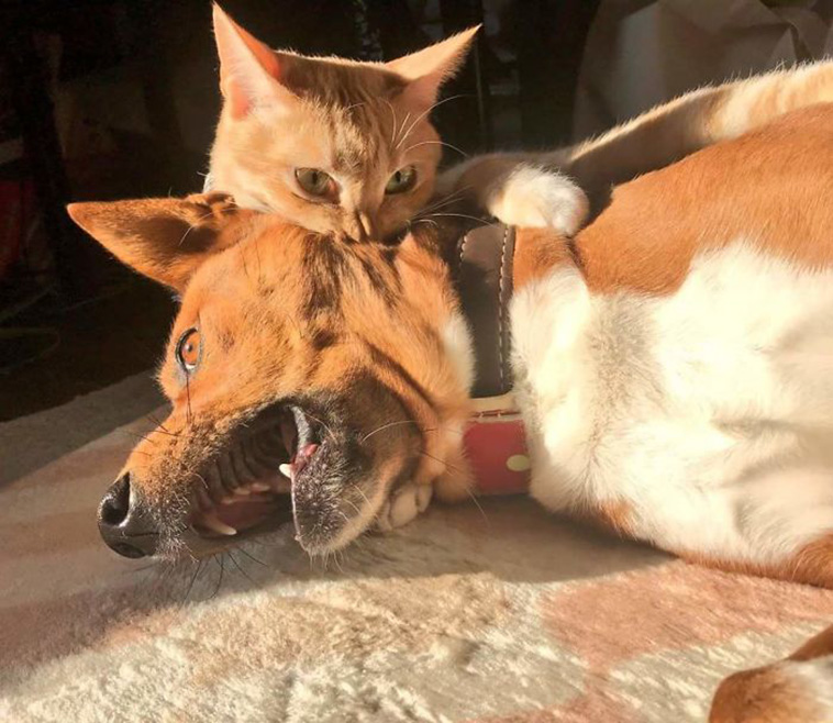 jerk cats vs dogs