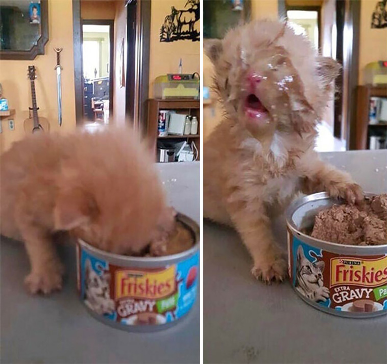 funny photos