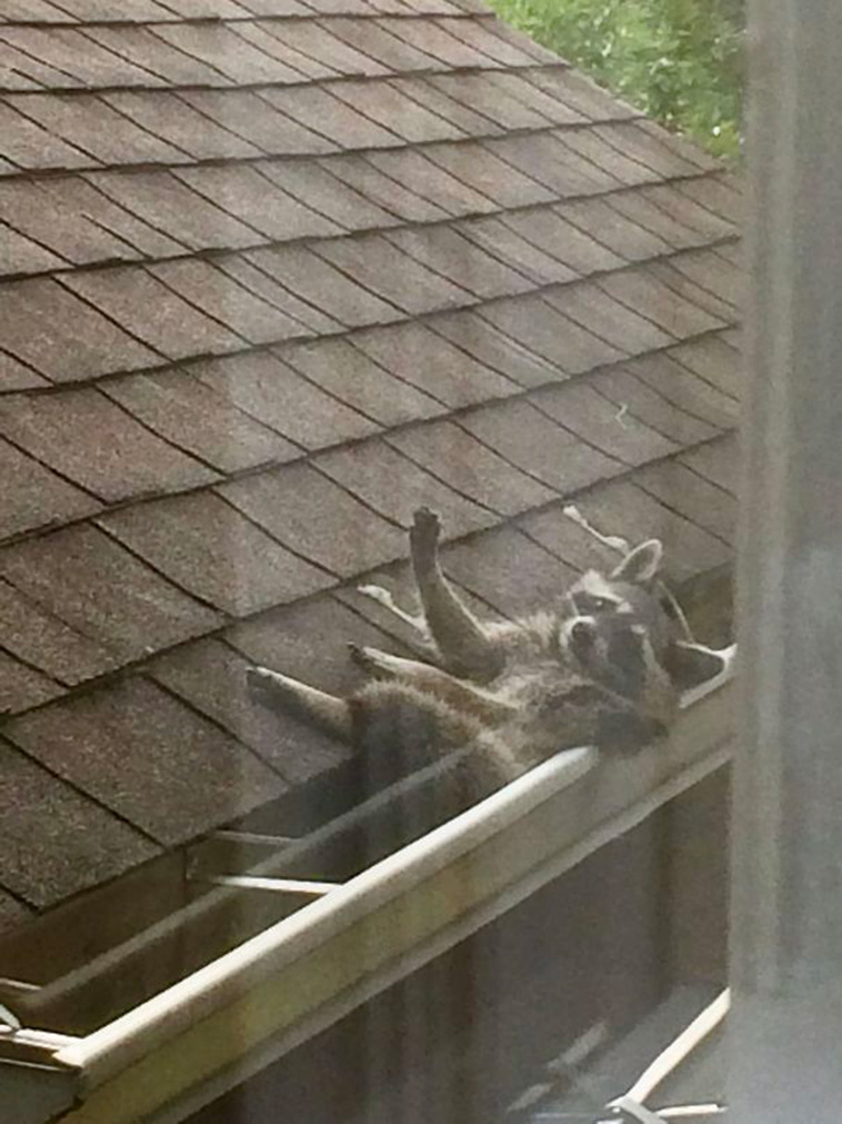 weird neighbors