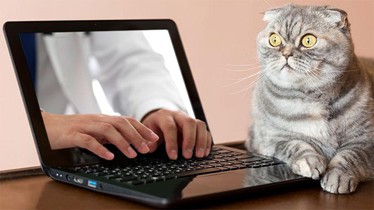 funny stock photos