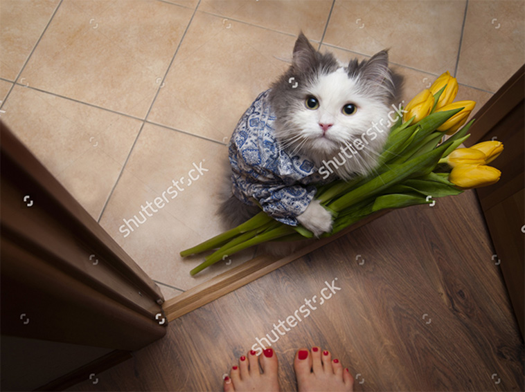 funny stock photos