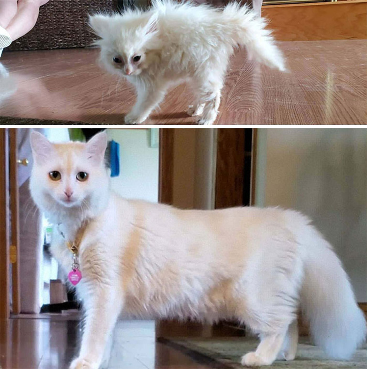 cute cats