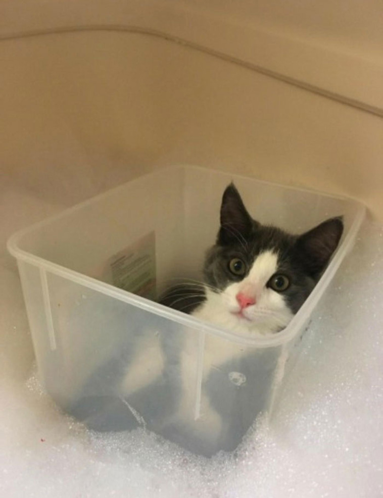 cute cats