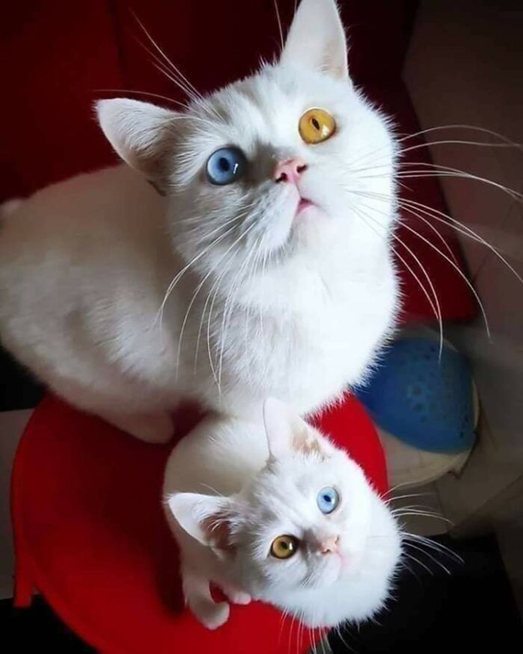 cute cats