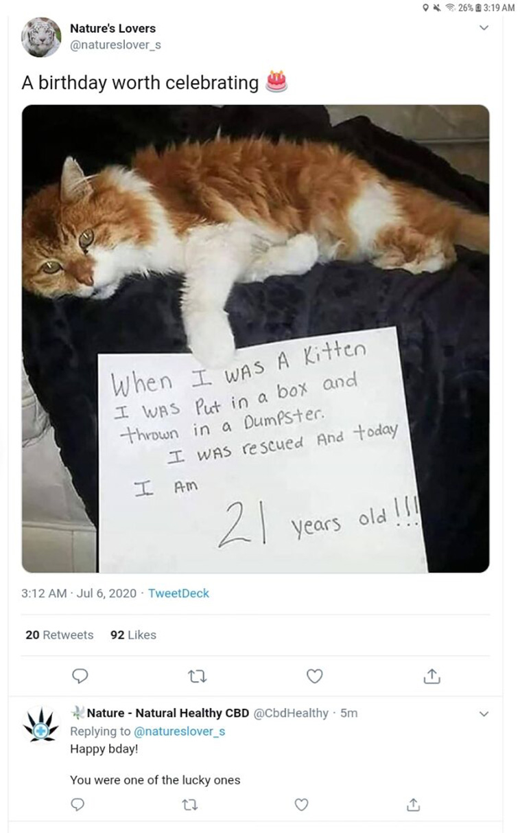 cute cats