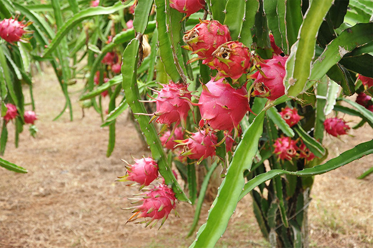 how food grows