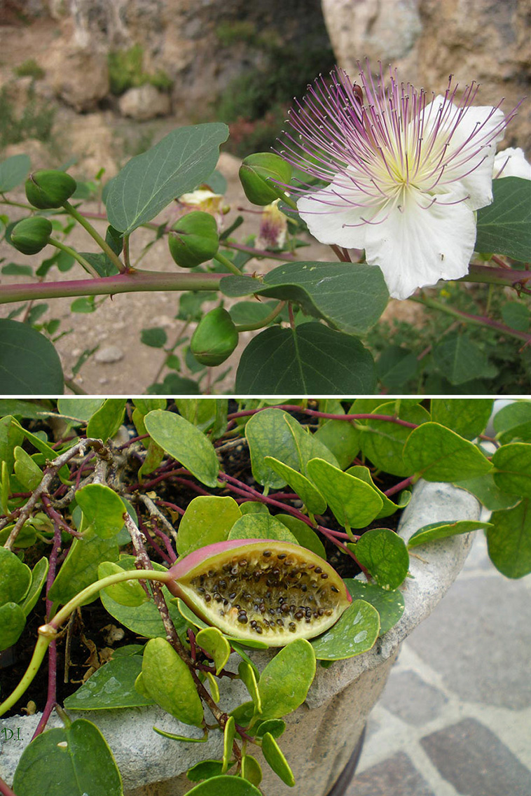 how food grows