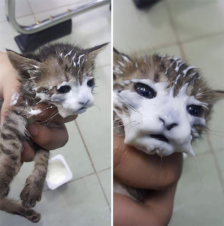 messy cats