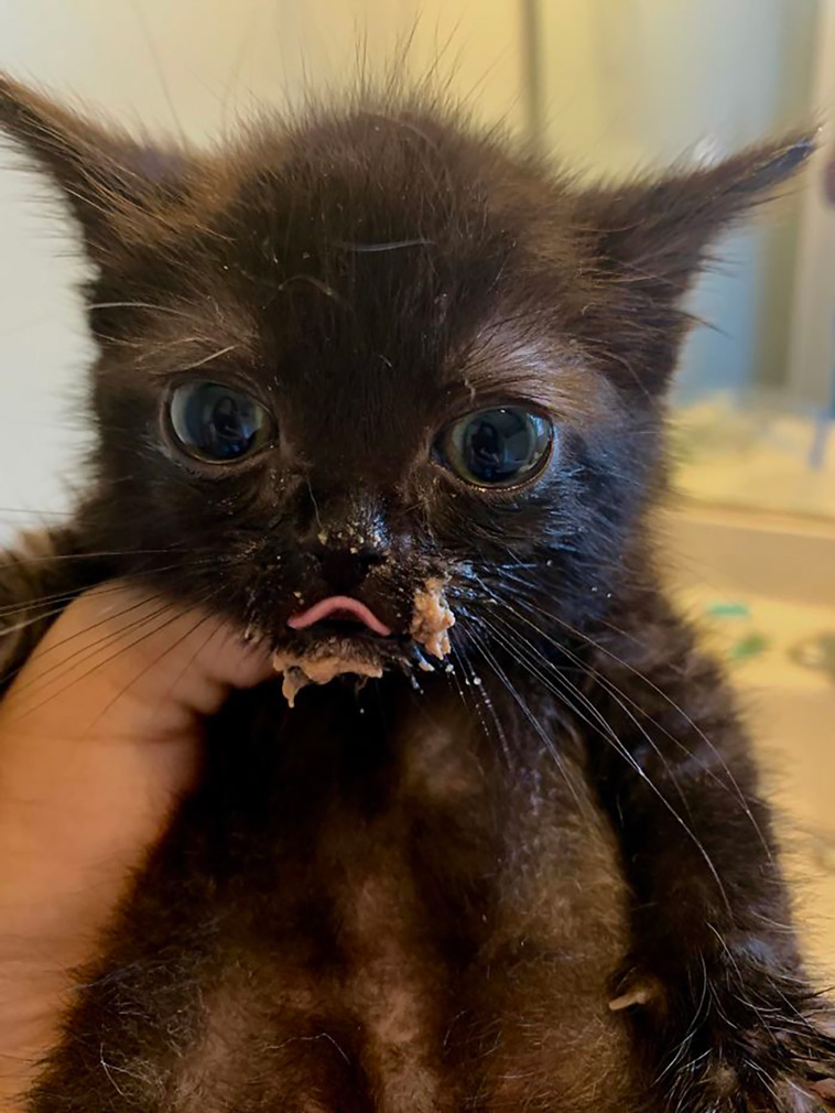 messy cats