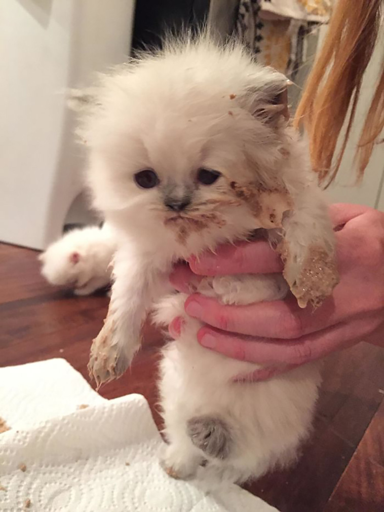 messy cats