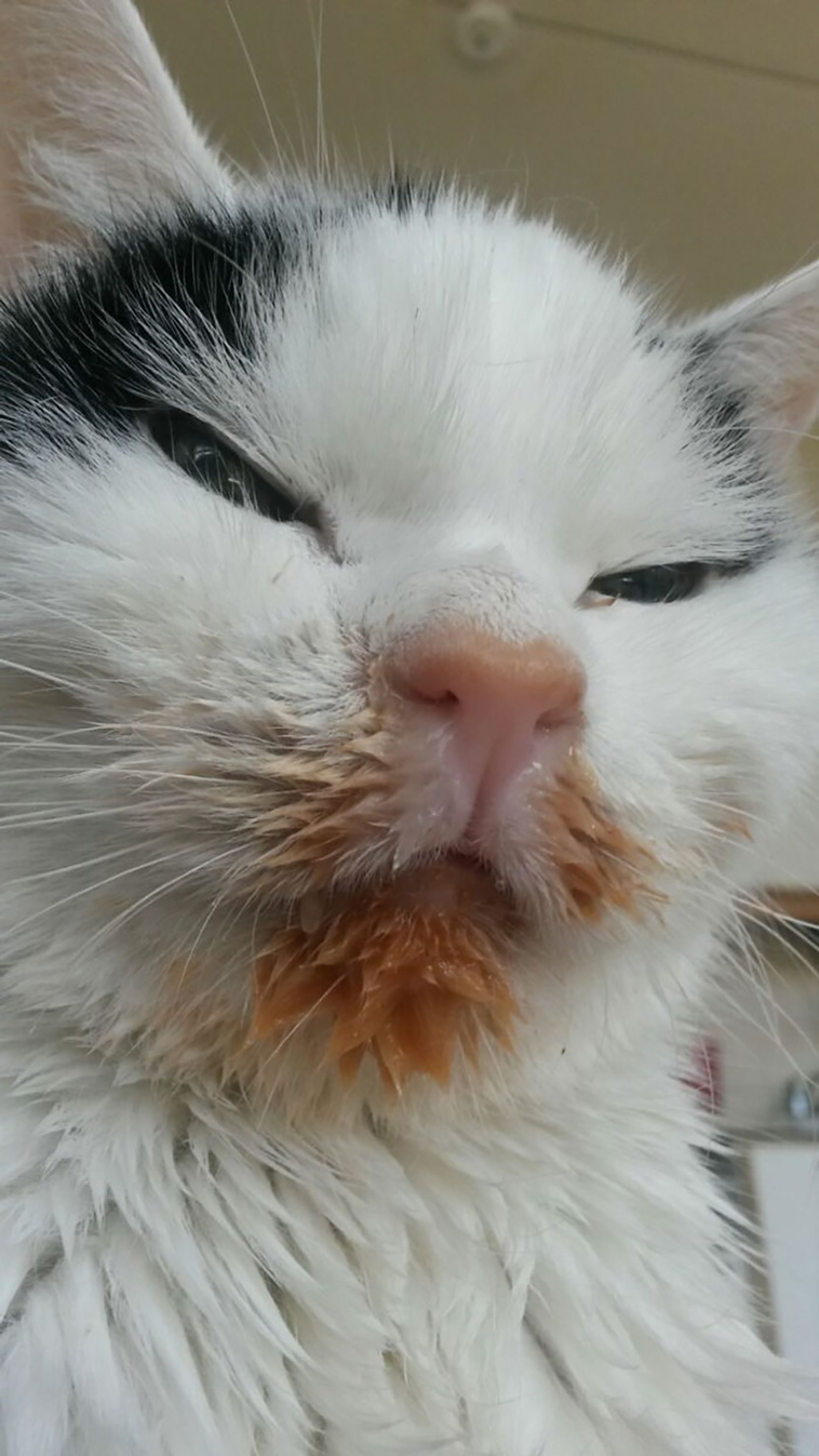 messy cats