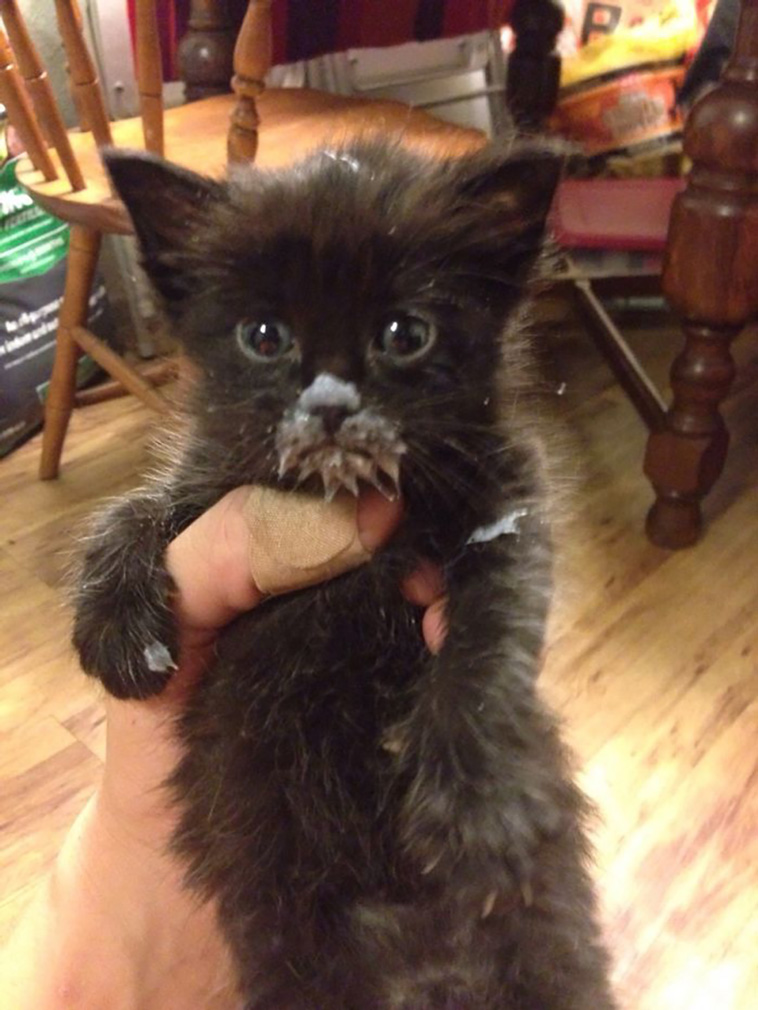 messy cats