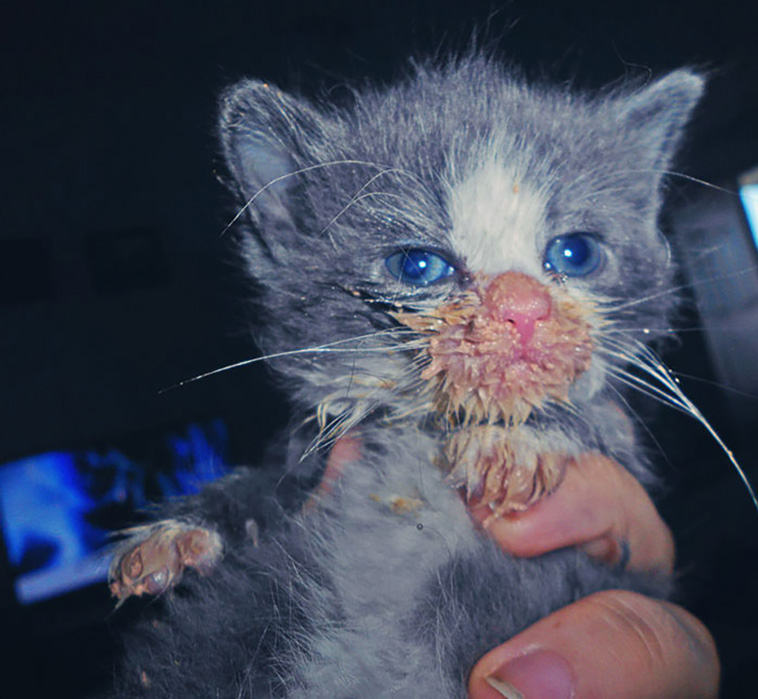 messy cats