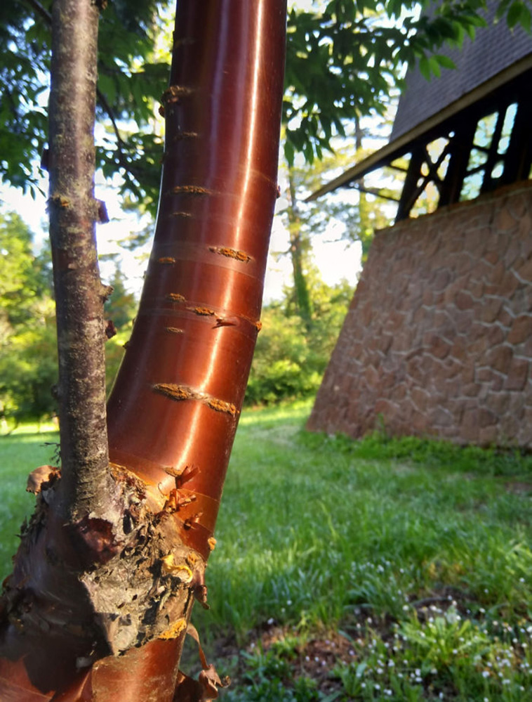 mildly interesting nature