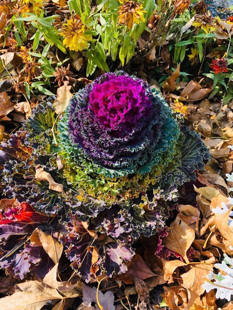 mildly interesting nature