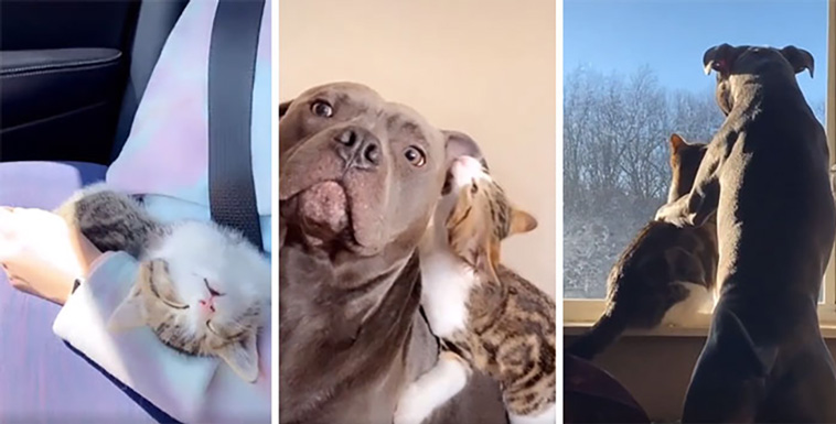 rescued pets