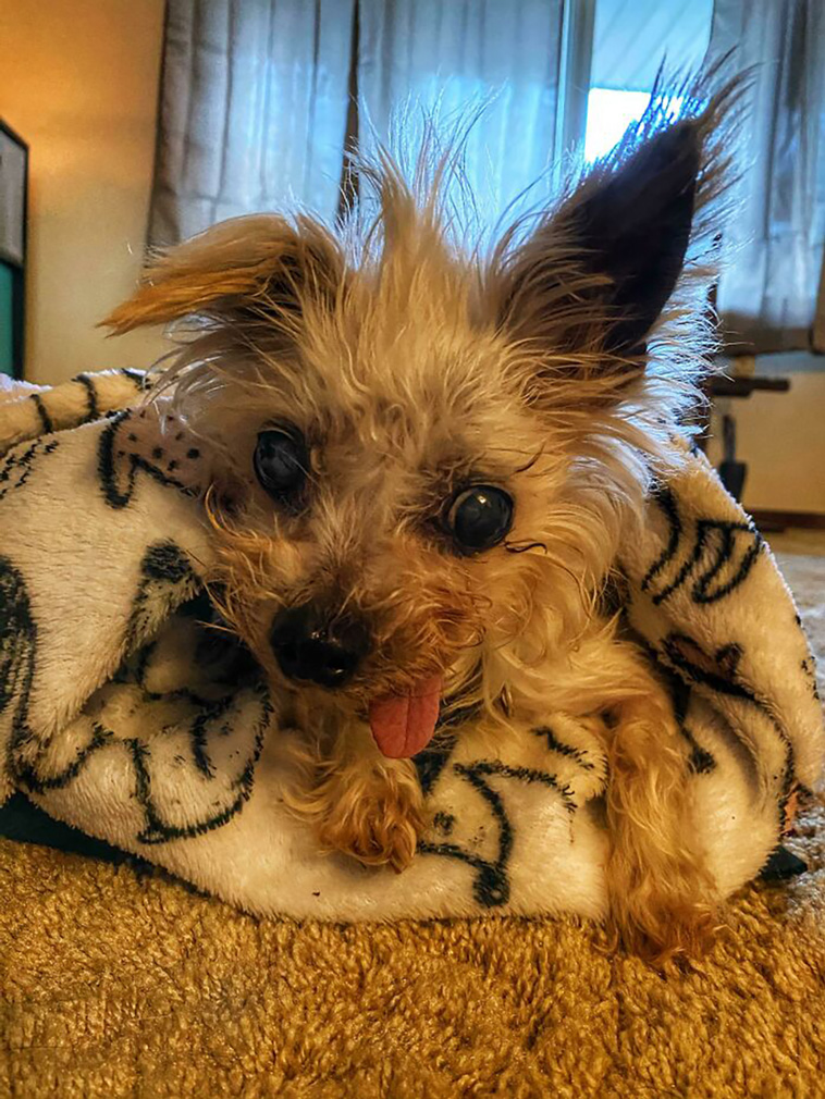 rescued pets
