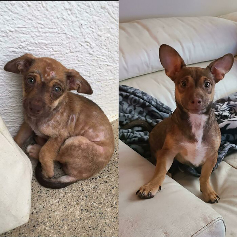 rescued pets