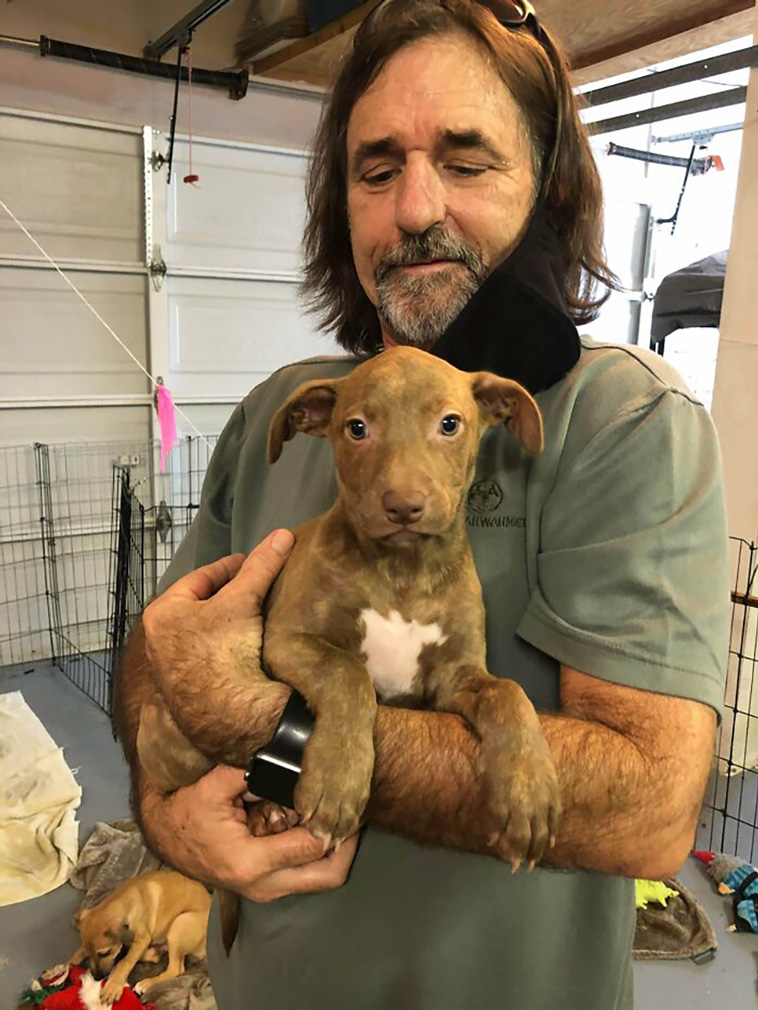 rescued pets