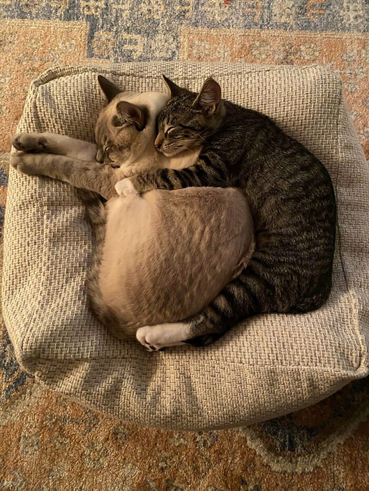 rescued pets