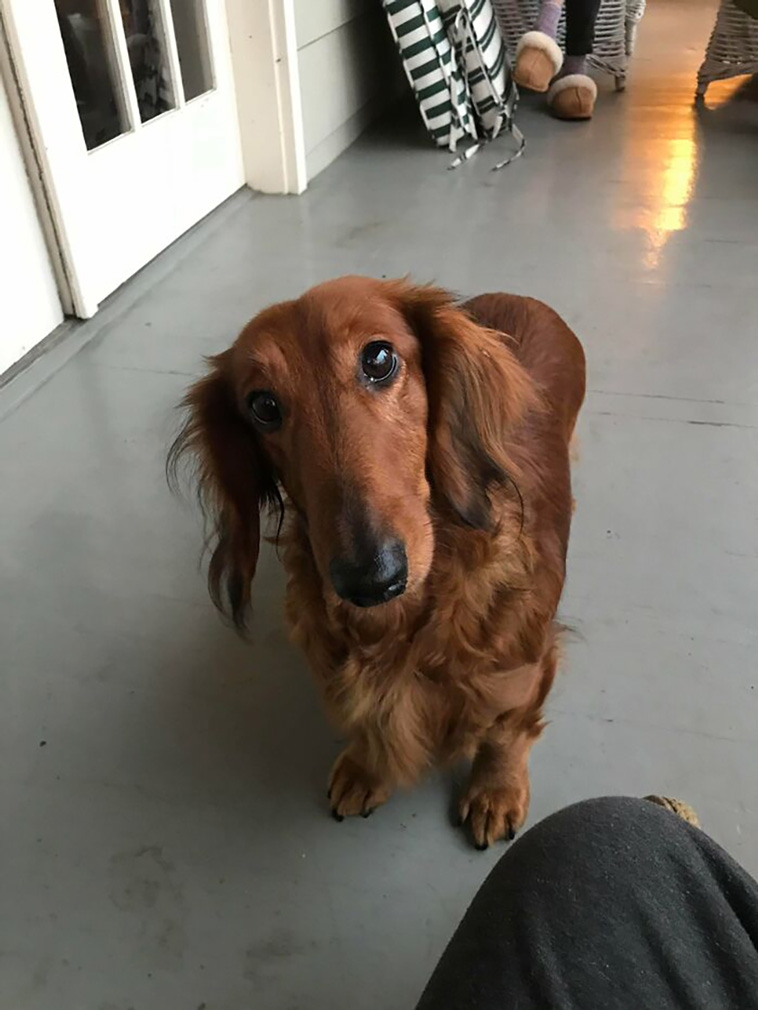 rescued pets