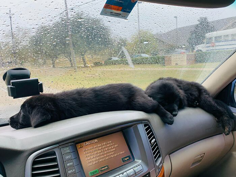 rescued pets