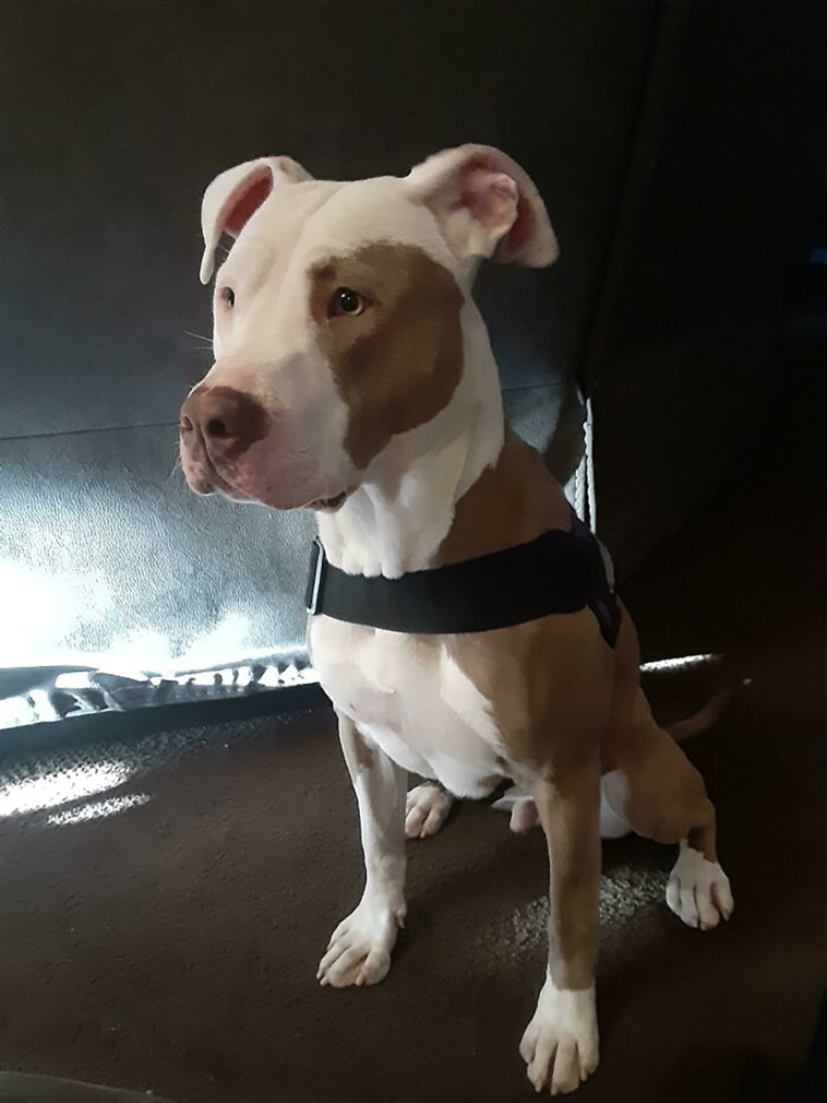 rescued pets