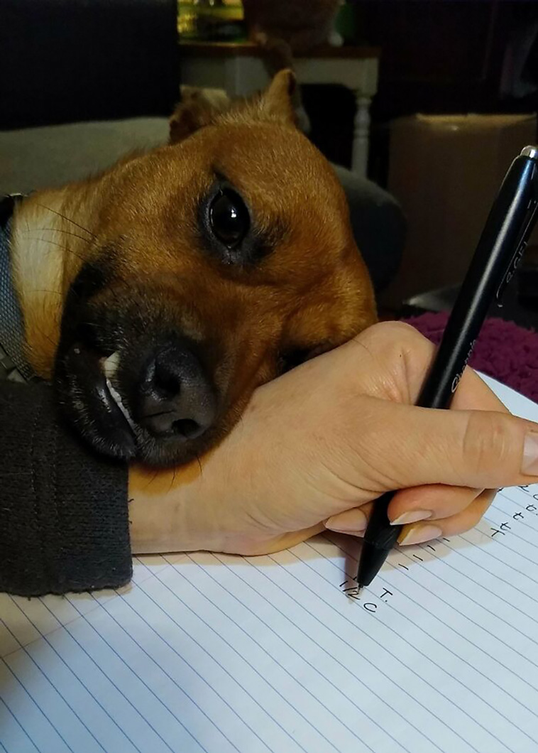 rescued pets
