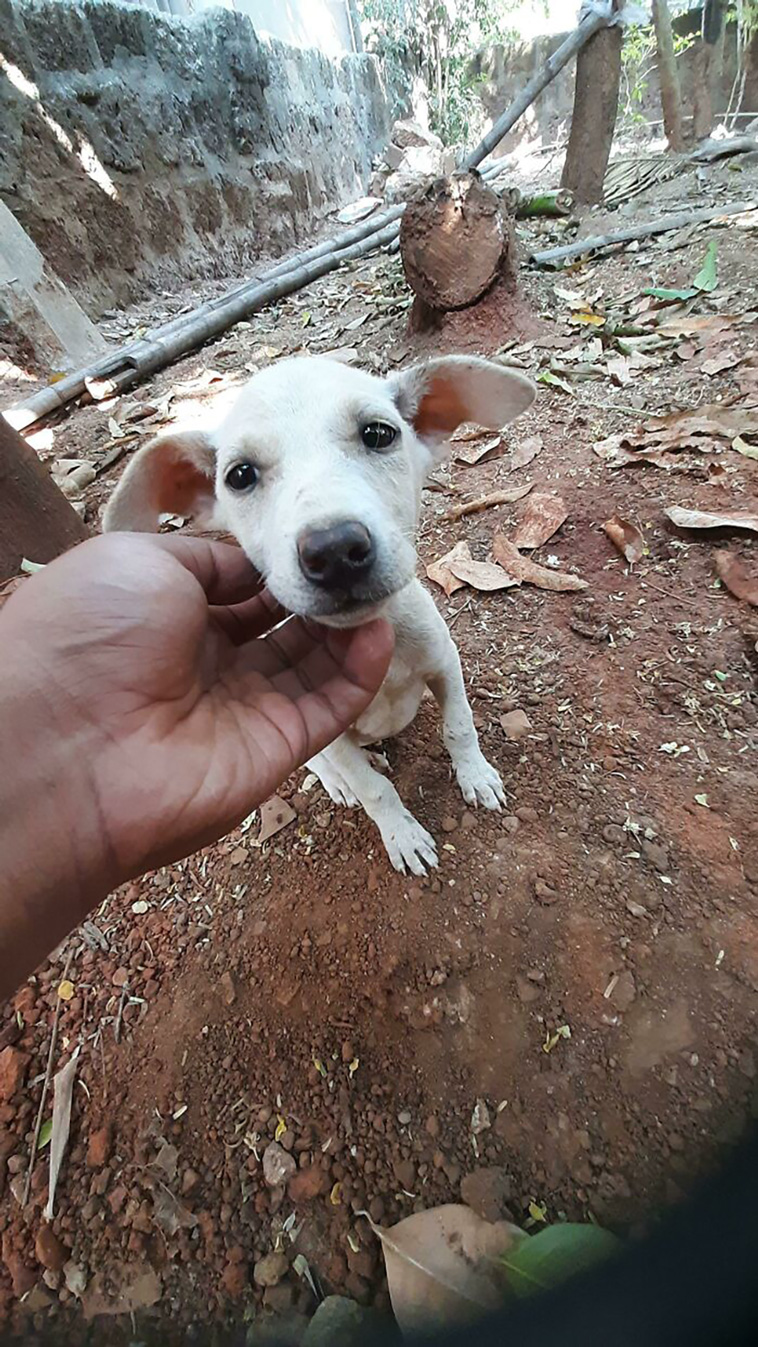 rescued pets
