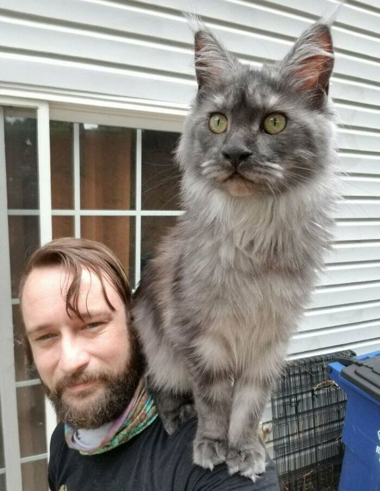 shoulder pets