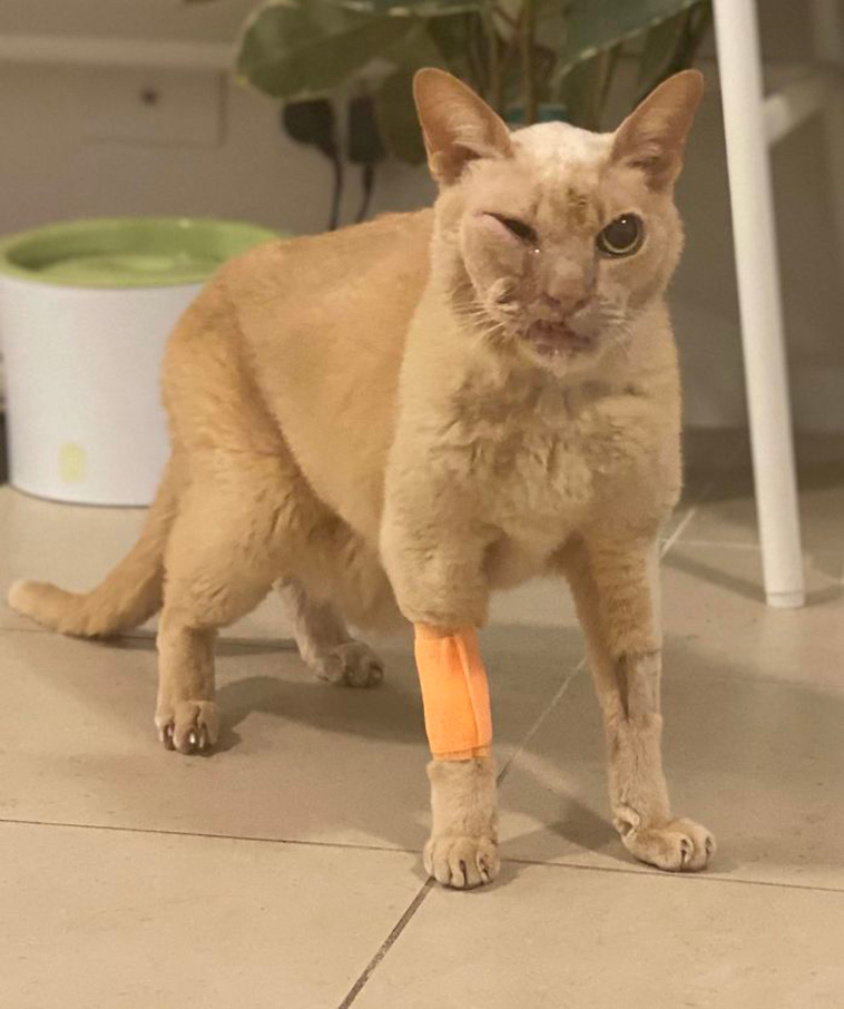surgery cats