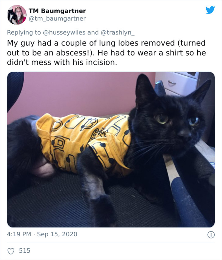 surgery cats