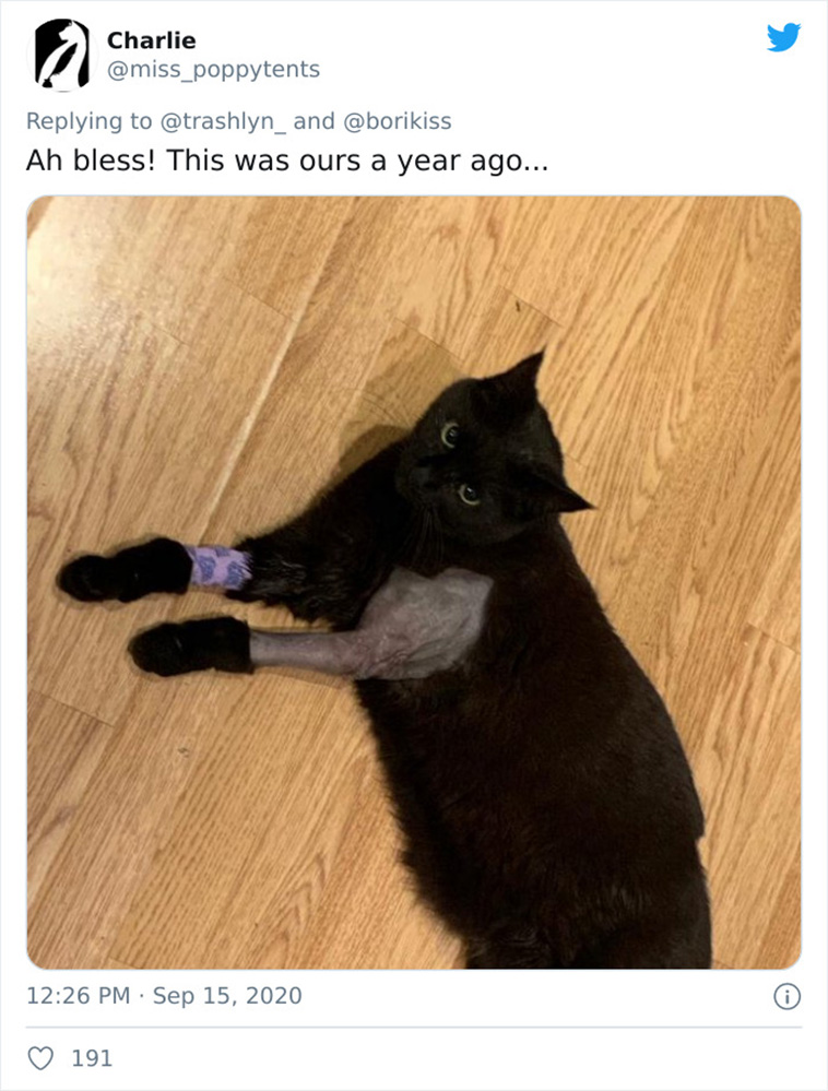 surgery cats