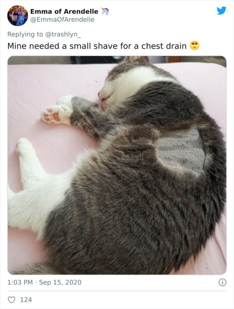 surgery cats