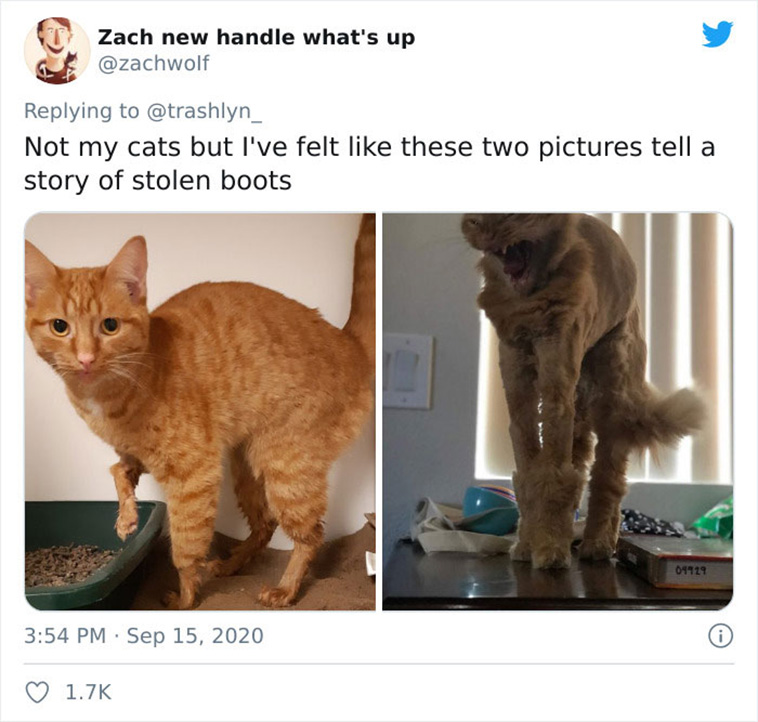 surgery cats