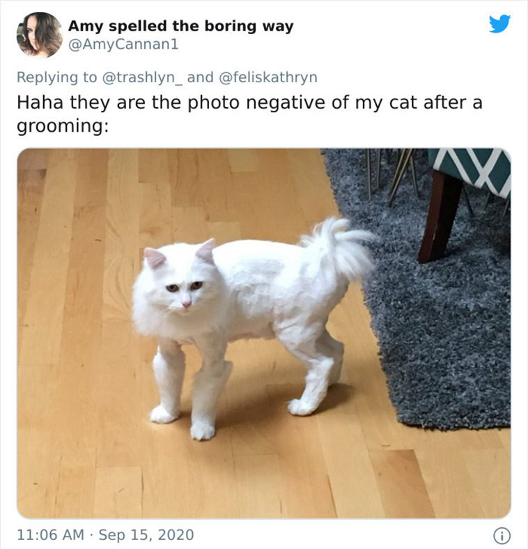surgery cats