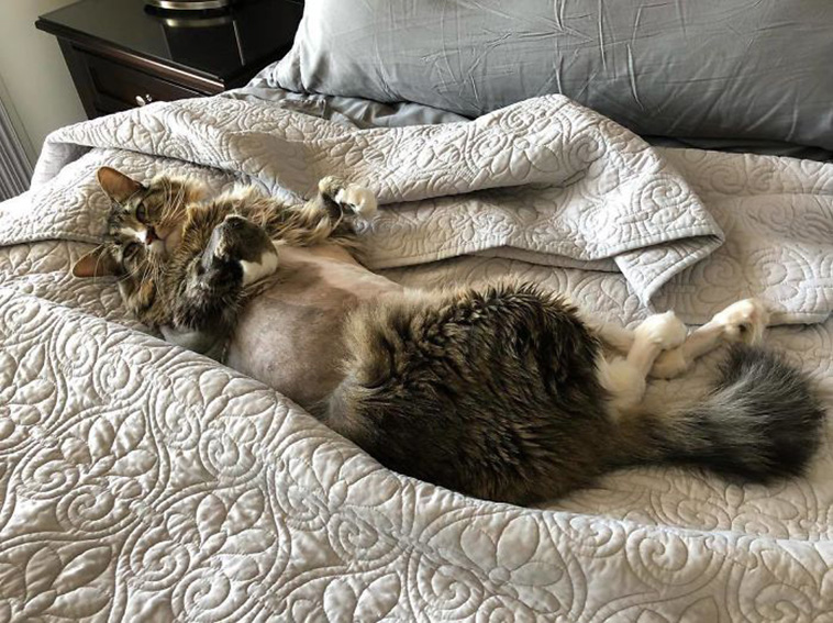 surgery cats