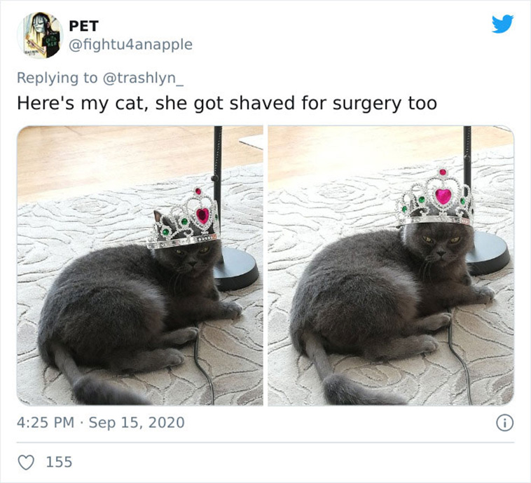 surgery cats