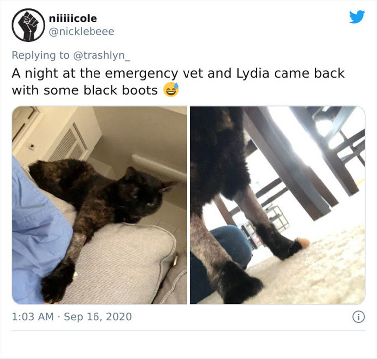 surgery cats