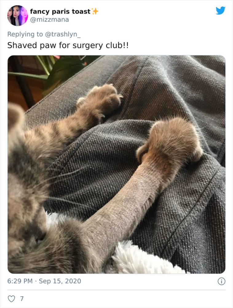 surgery cats