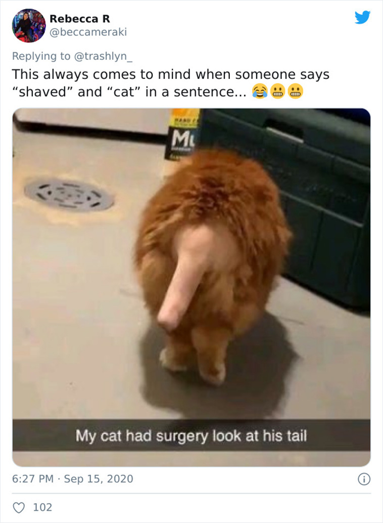 surgery cats