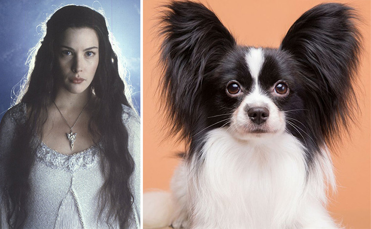 lotr and dogs