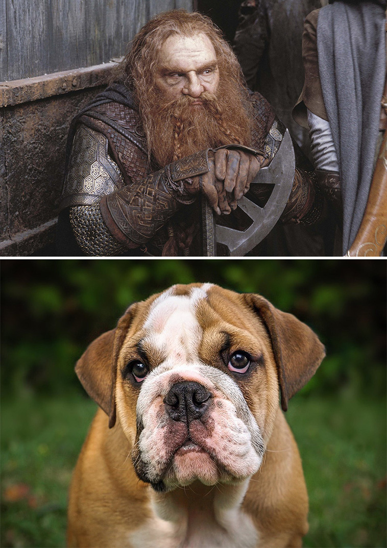 lotr and dogs