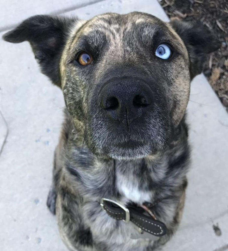 ups with pets