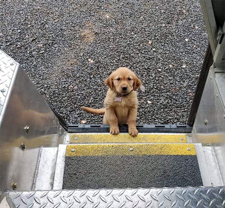 ups with pets