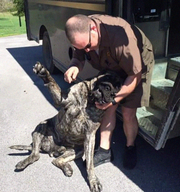 ups with pets