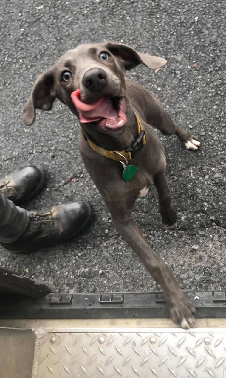 ups with pets