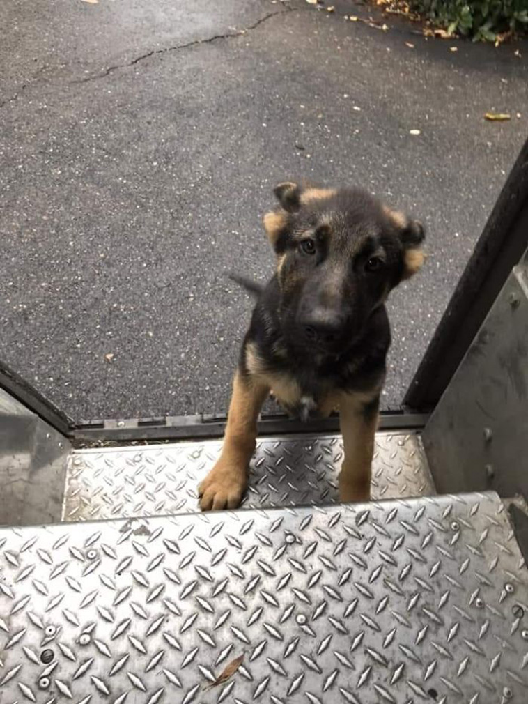 ups drivers with pets