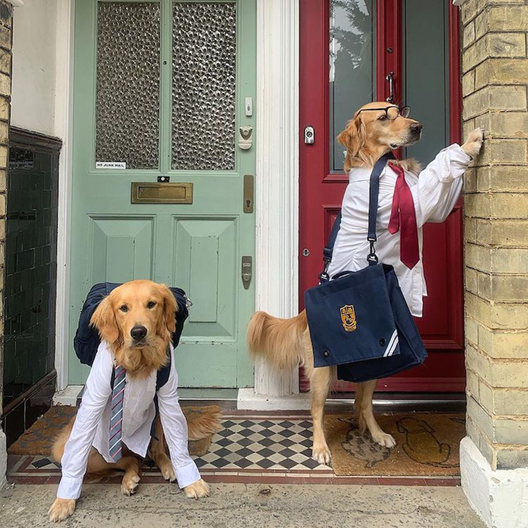 golden retriever photos