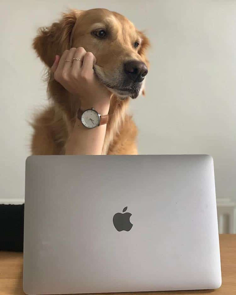 golden retriever photos